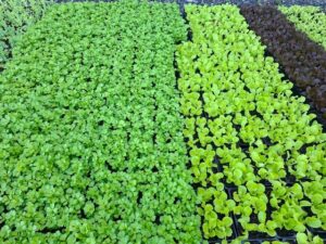 Edibles celeriac and lettuces