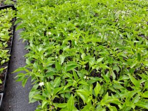Edibles chillies (3)