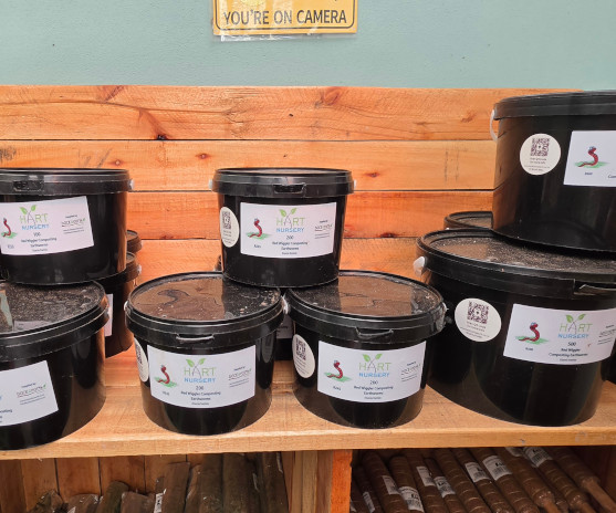 composting worms