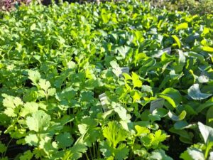 Edibles coriander & sweet rocket