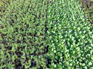 Edibles dill and petunias