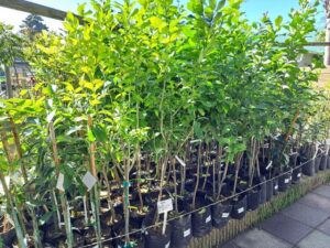 Edibles fruit trees citrus