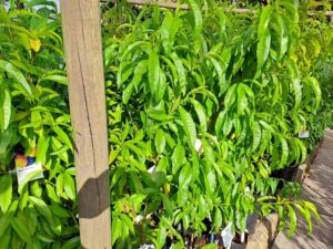 Edibles fruit trees peach kakamas
