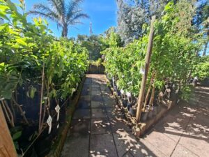 Edibles fruit trees from pathway