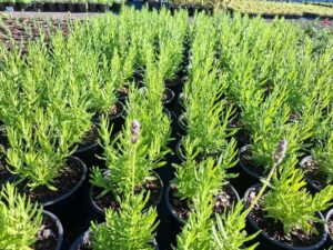 Edibles lavender