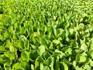 Edibles lettuce 6 packs (8)