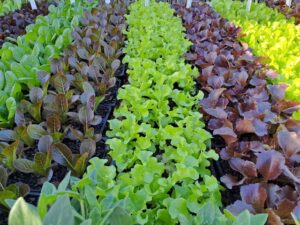 Edibles lettuce fancy mix (1)