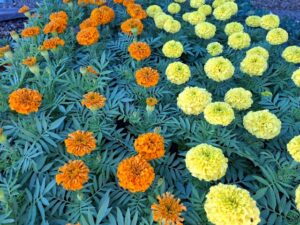 Edibles marigold taishan