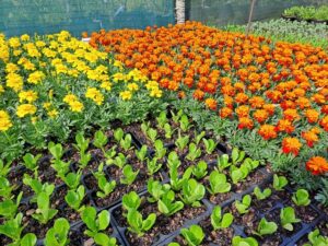 Edibles marigolds (3)