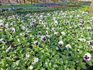 Edibles pansies & violas