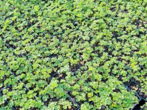 Edibles parsley moss curled