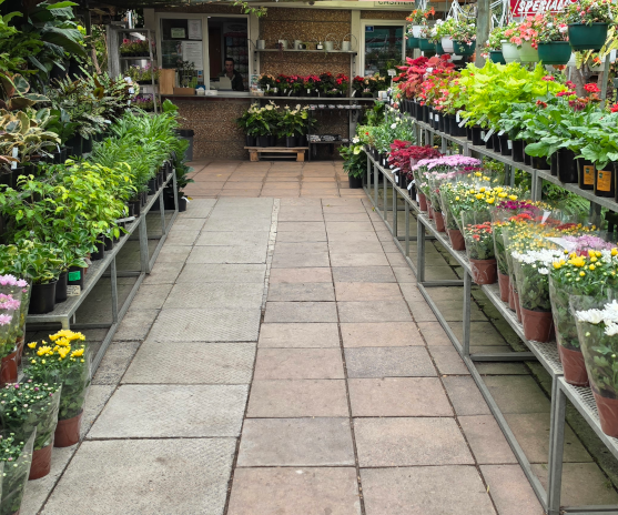 plants