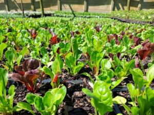 Edibles swiss chard bright lighs mix (1)