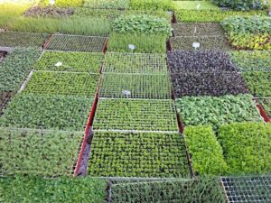 Edibles vegetable & herb plug trays