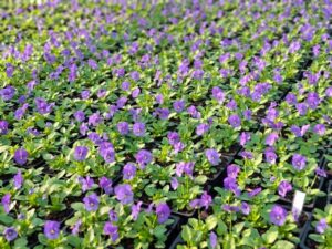 Edibles viola blue