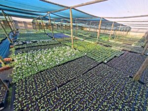 Edibles wholesale flower & veg production